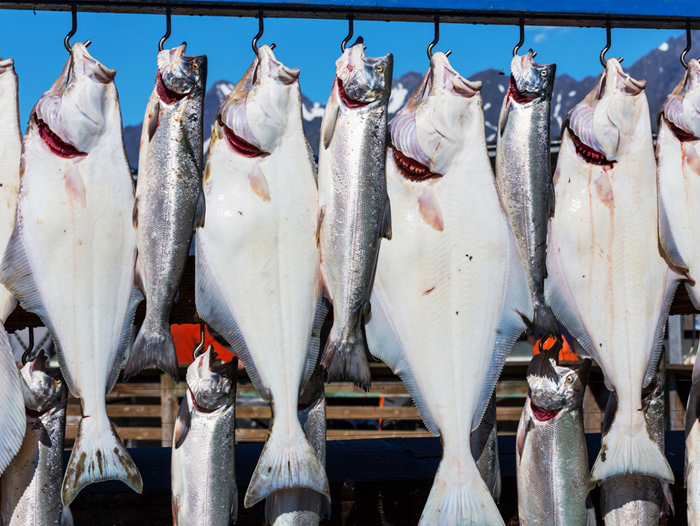 Commercial Groundfish Harvester Receives $76,000 in Fines and a 1 Year Prohibition for Illegal Fishing of Atlantic Halibut – Perishable News