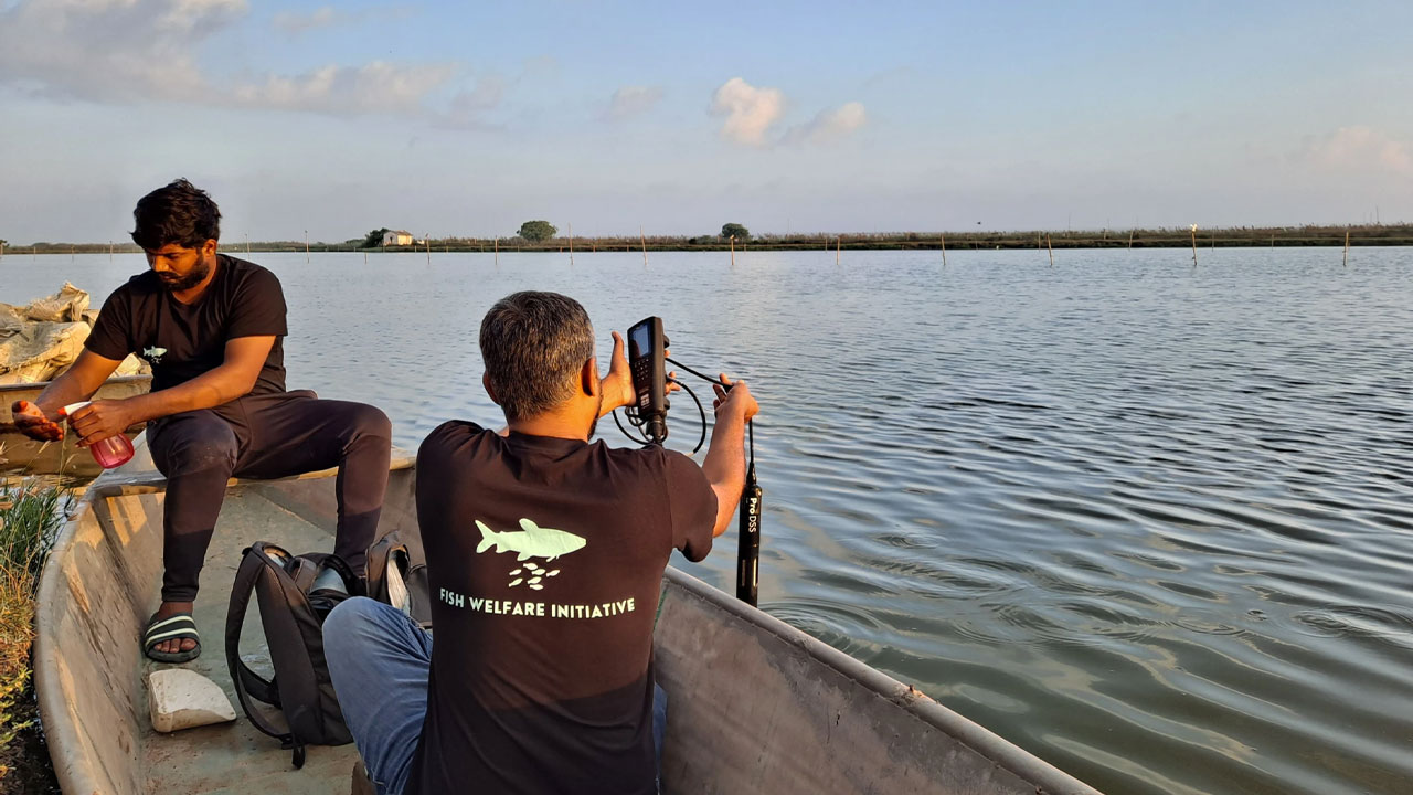 Fish Iniciative Fish Welfare Initiative Announces its Innovation Challenge Version 2 ...