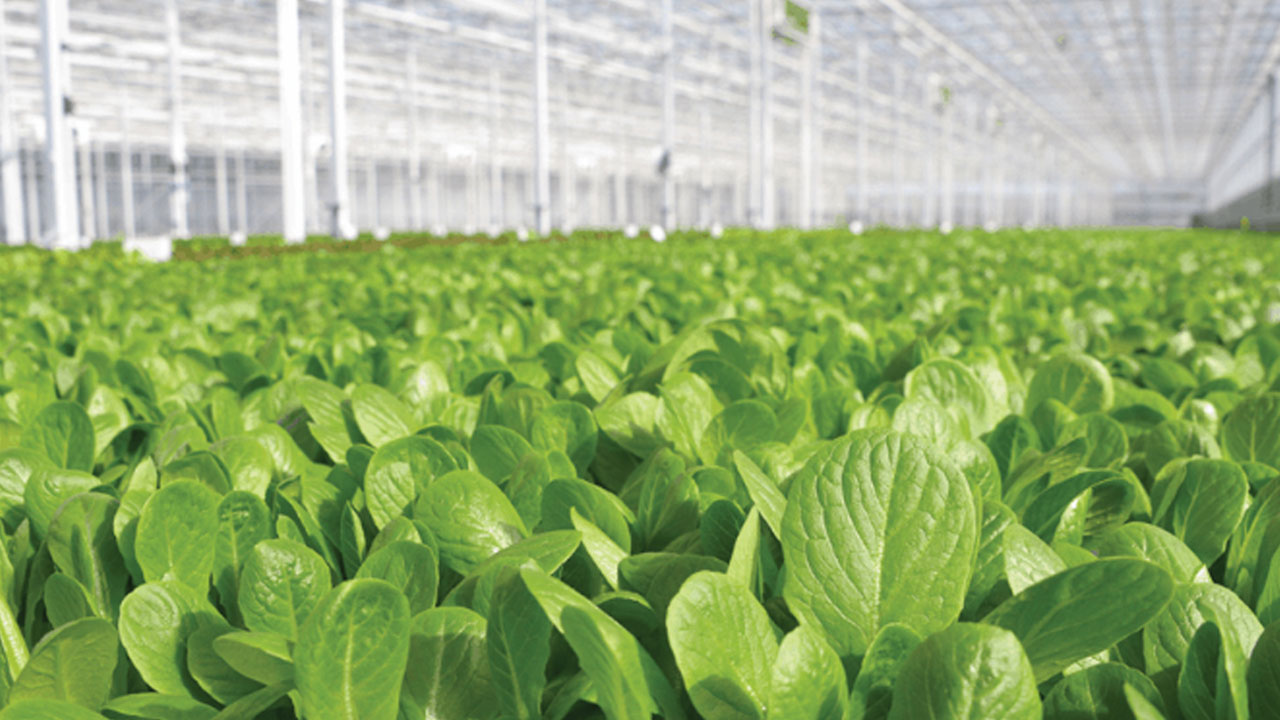 Nature Fresh Farms Announces Exclusive Partnership with Revol Greens to Enter High-Growth Leafy Greens Market