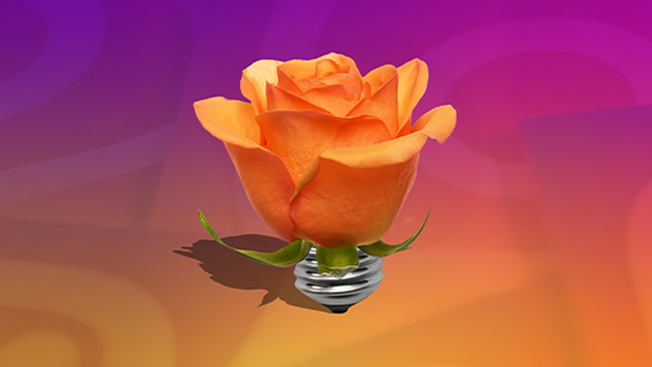 Equiflor Rio Roses Instagram Guidance for Florists in 2025 - Perishable News