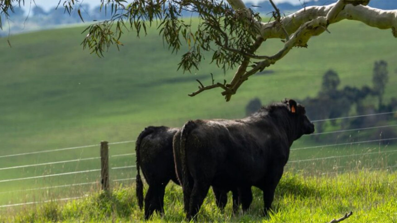 American Farmers Network Acquires Open Range Beef, Cementing Domestic ...