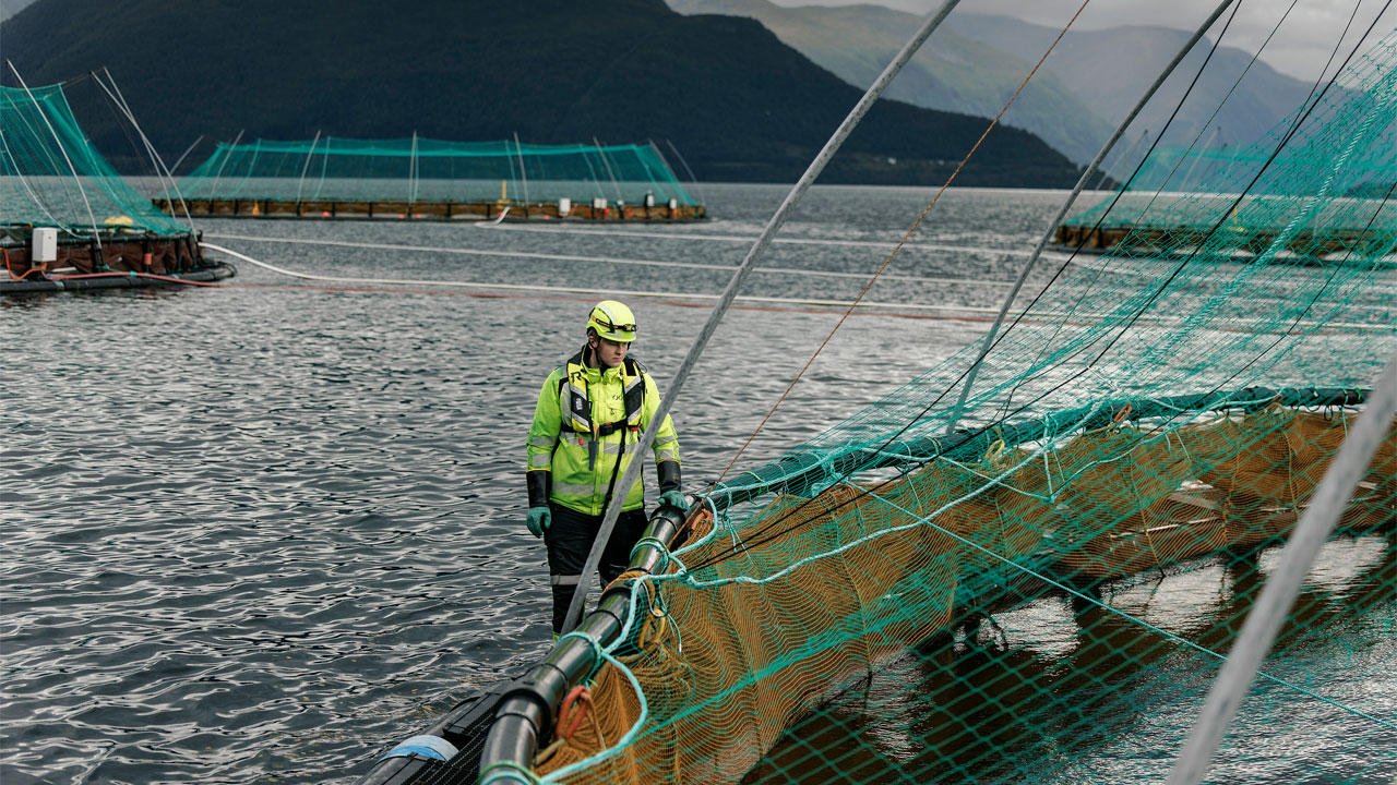 Atlantic Cod to Join ASC Program Following Stakeholder Consultation ...