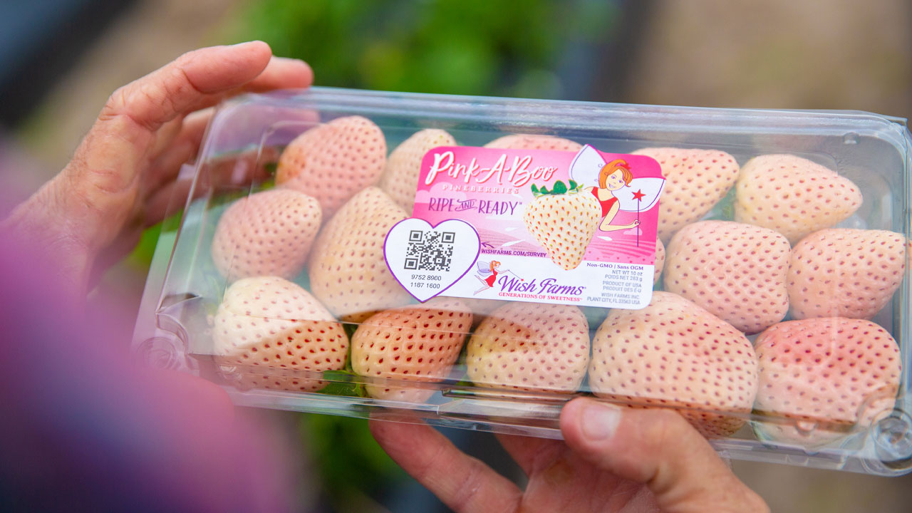 NEWS グッズ STORY strawberry セット まとめ NEWS 15th Anniversary LIVE 2018 “Strawberry”｜NEWS｜ELOV-Label