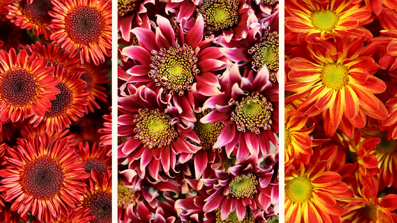 Equiflor Rio Roses Rio Roses Presents the Rio Pompons Collection - Perishable News