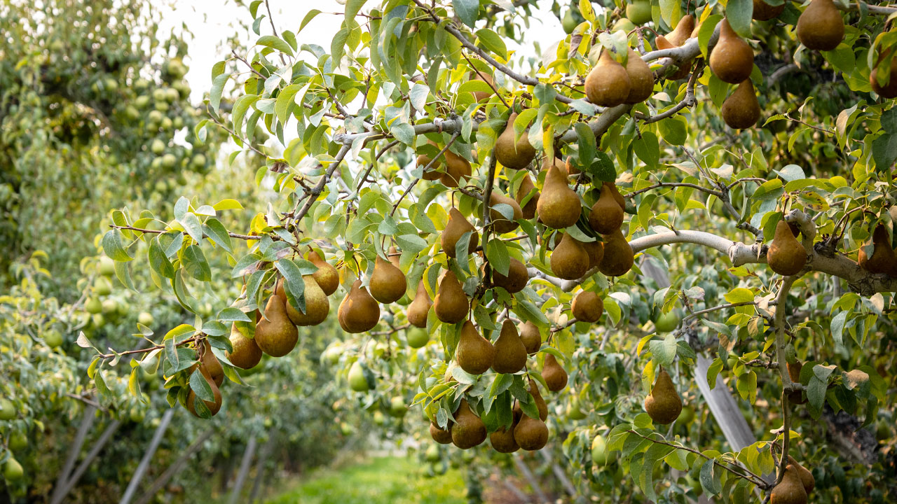 Super Ripe Pears How Pears are Ripe for Growth with Shoppers Under 30 - Perishable News