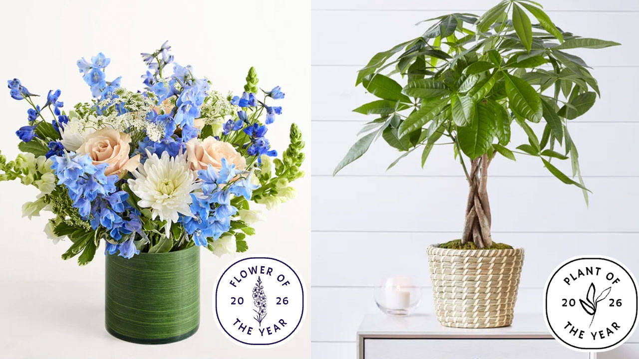 1-800-Flowers.com Announces 2026 Flower and Plant of the Year ...