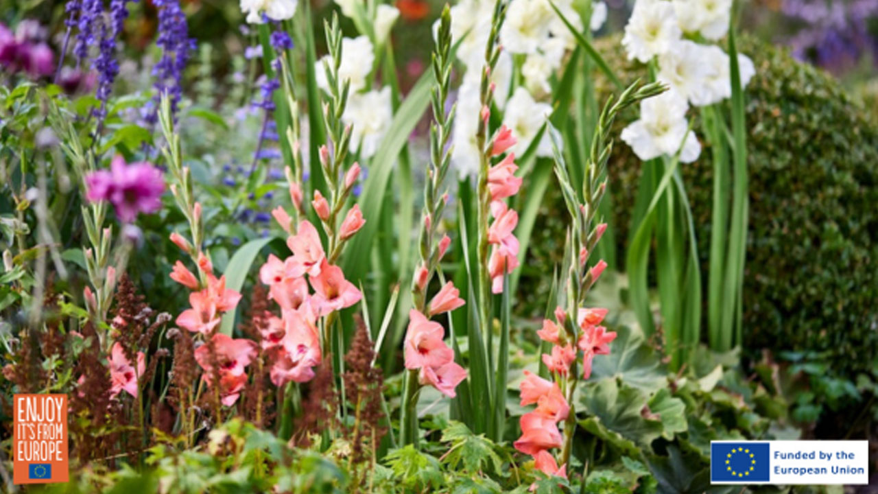 from-garden-classic-to-summer-star-gladiolus-takes-top-bulb-honors-for