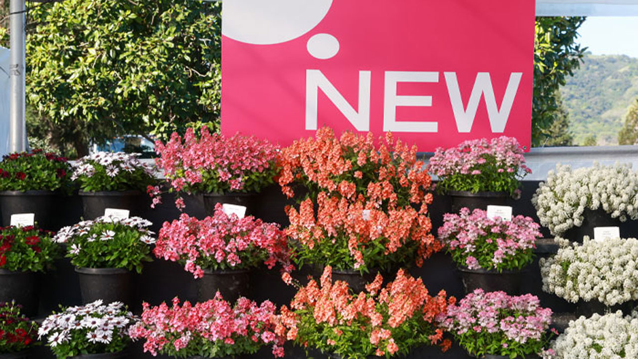 Danziger's Fresh Genetics, New Colors, and Extraordinary Season Ahead -  Perishable News